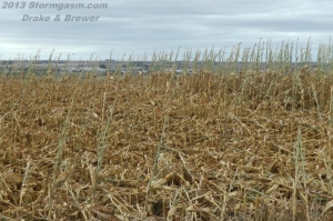 Damaged corn field near Wayne, NE from October 4, 2013 EF4 Tornado